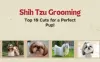 Our Top 10 Favourite Dog Grooming Styles for shih tzu